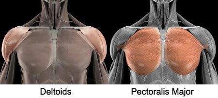 Deltoids vs. Pectoralis Major