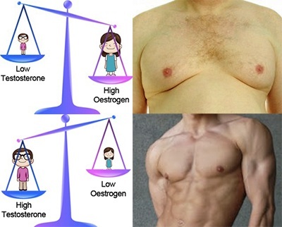 Man Boobs And The Estrogen Testosterone Ratio
