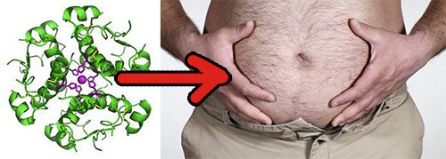 Insulin makes you fat