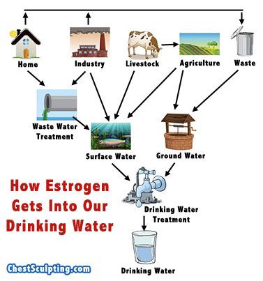 Sources of Estrogen in Drinking Water