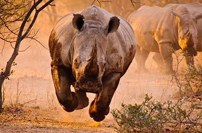 Testosterone Rhino