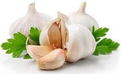 Garlic