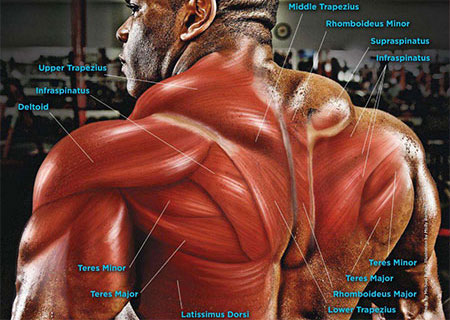 upper back muscles