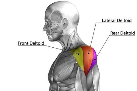Deltoid Anatomy